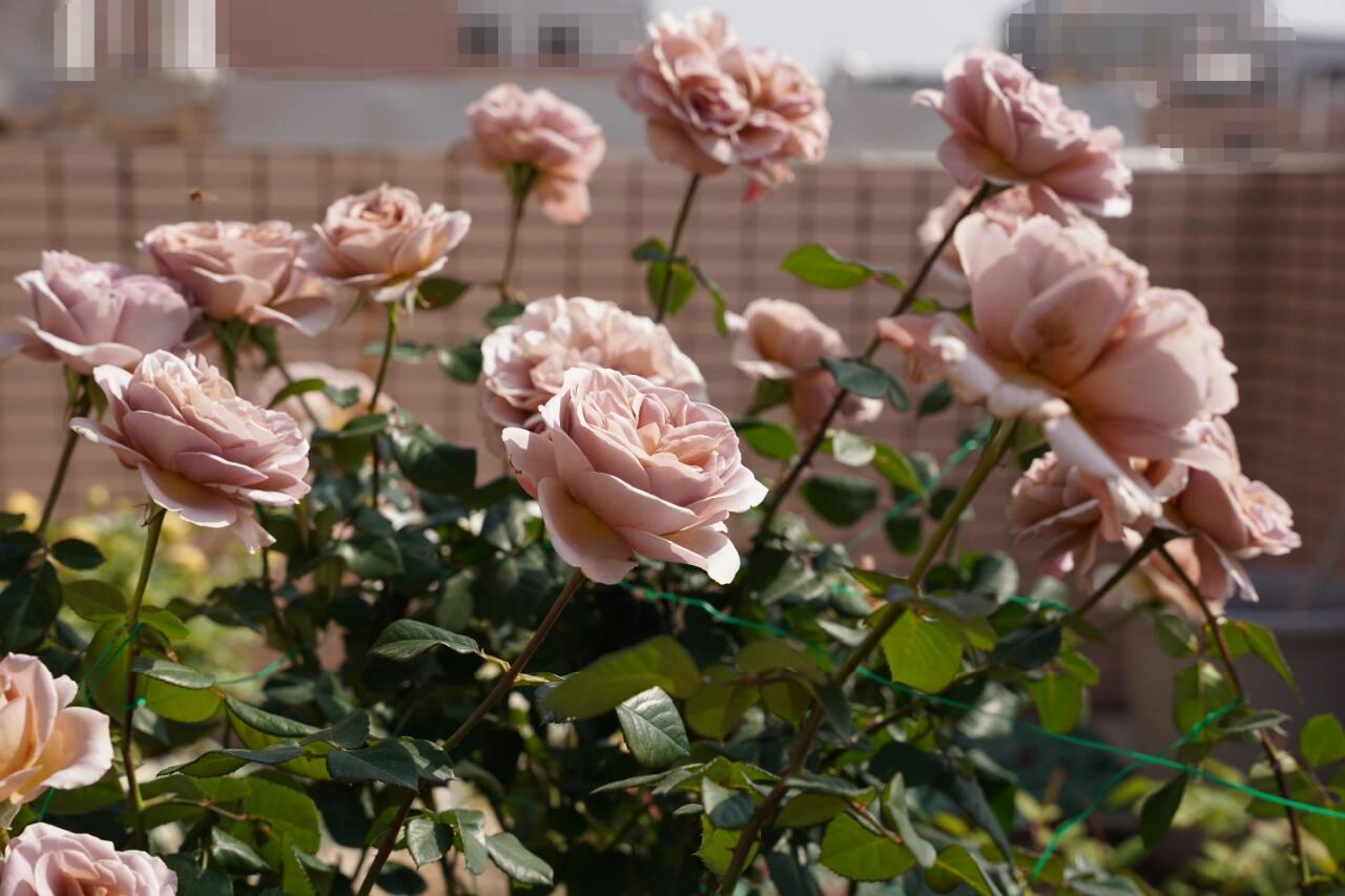 Rose ‘ Caffe Latte  ｜拿铁咖啡‘
