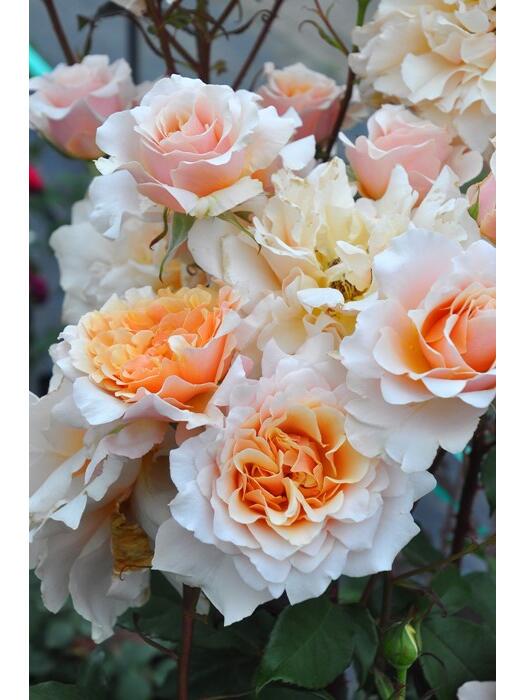 Rosa ’ Ben Weatherstaff｜ ベン ウェザースタッフ|   园丁老班 - New Variety 2020