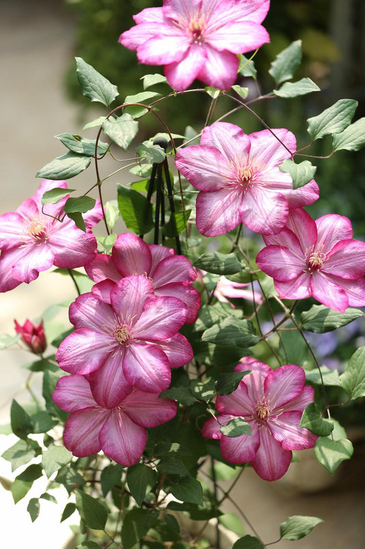 Clematis ‘’Paradiso| 天堂｜帕拉迪索‘’