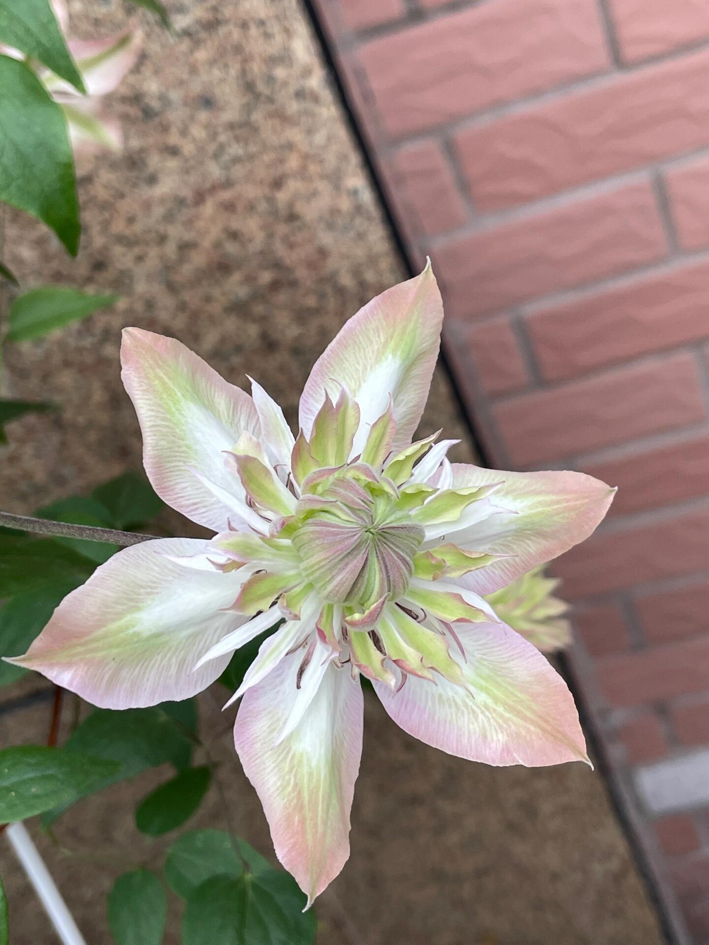 Clematis ''Shamshe |昼の天使|  昼天使| 桃万重''