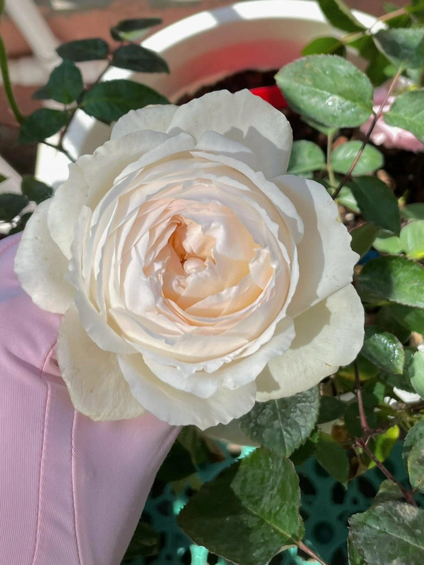 Rose  ’ Kashō｜かしょう｜华宵 - New Variety 2024