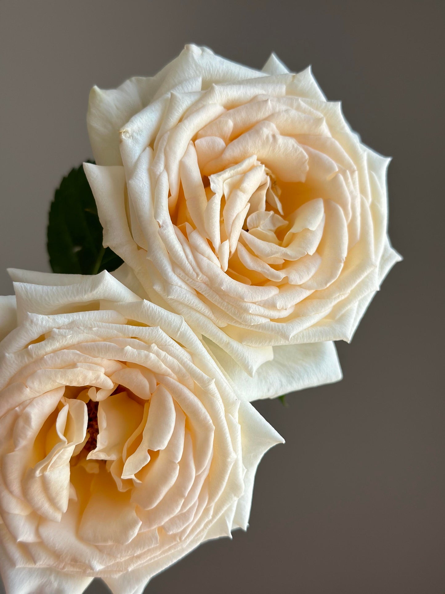 Rose  ‘ Anastasia ｜假面公主 - Award-Winning Variety