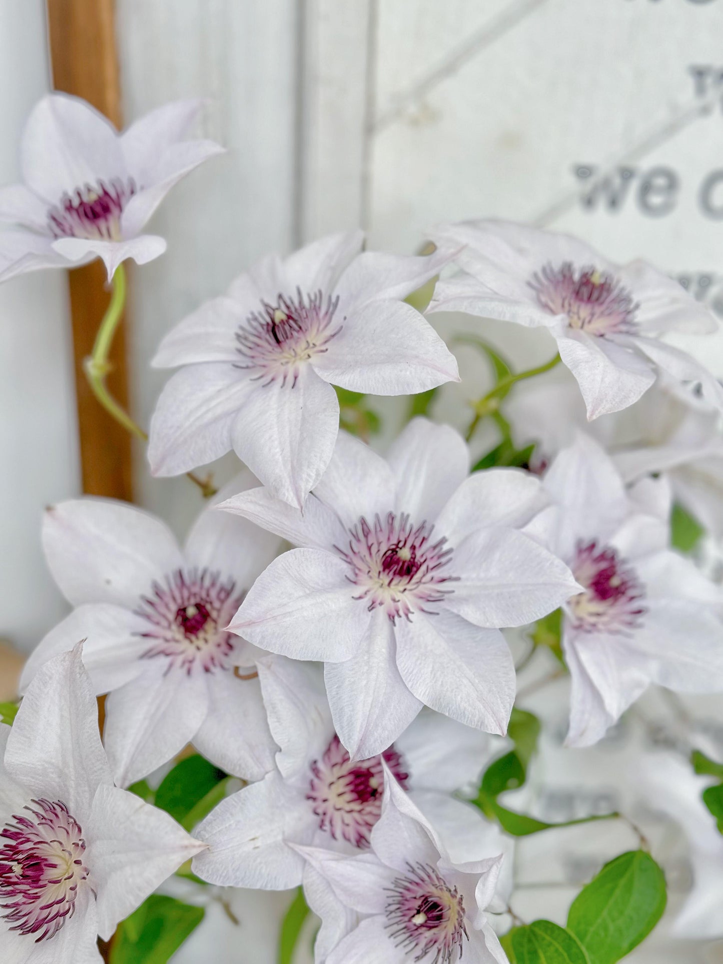 Clematis ''Haruyama｜はるやま| 晴山/ 春天''
