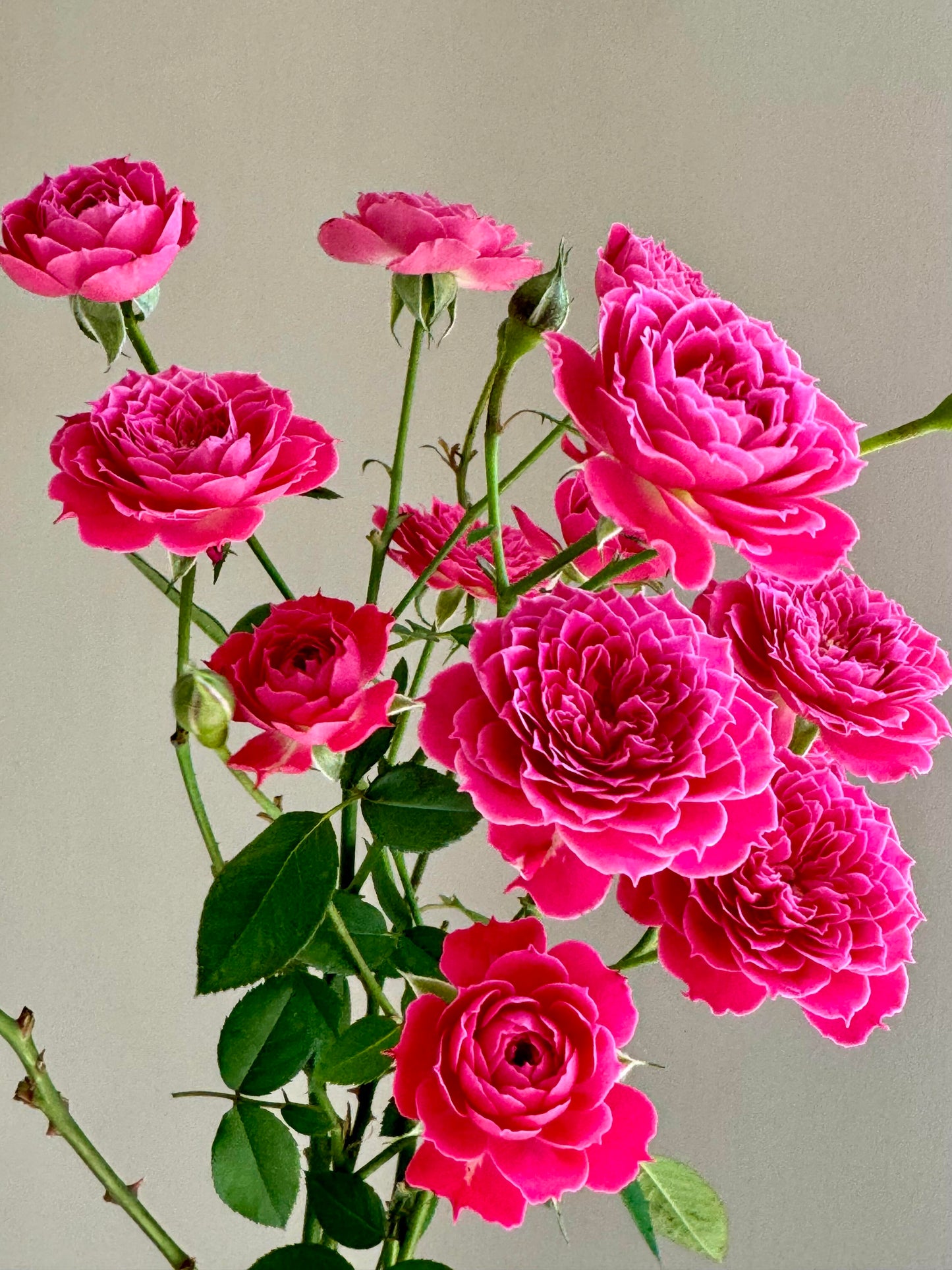 Shrub Rose 'Marriotta | 马里奥塔 '