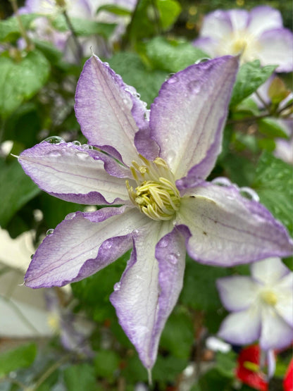 Clematis ‘’Lucky Charm| お守り|幸运符‘’