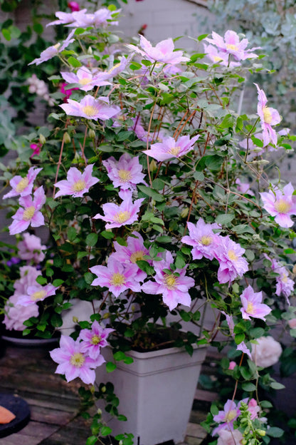 Clematis ‘’Piilu｜小鸭‘’