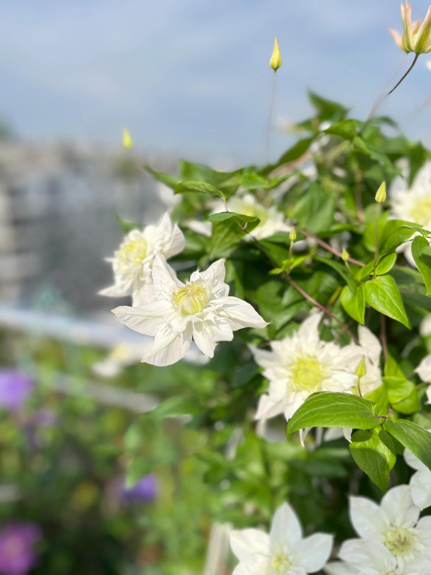Clematis‘’Pluvia Imprint| 雨的印记‘’｜New Variety 2024｜US Exclusive