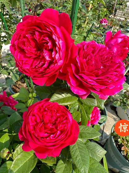 Rose  ‘ Flying Swan ｜Jing Hong｜惊鸿 - New Variety-2021