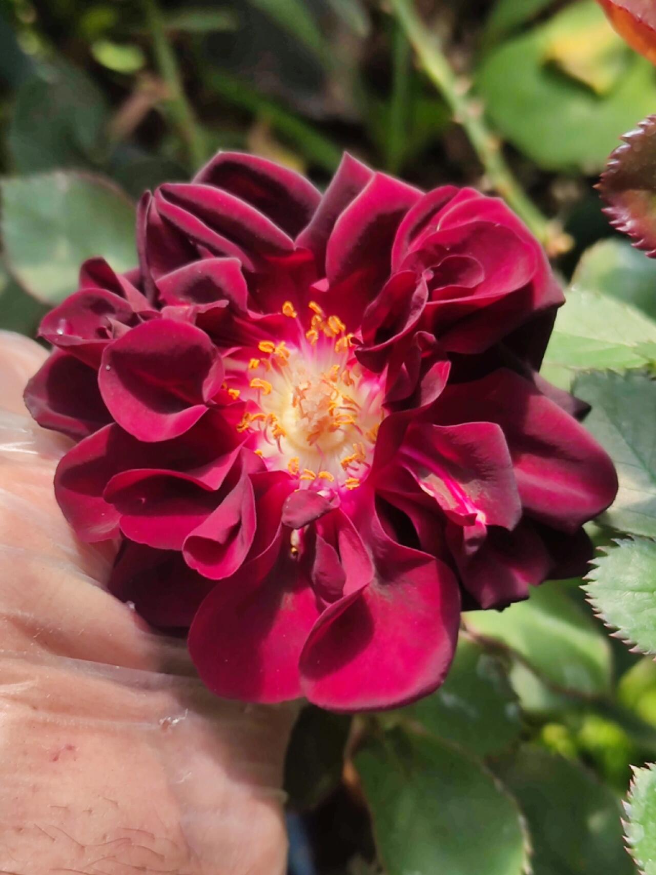 Rose  ‘ Louis XIV｜ルイ14世 ｜路易十四