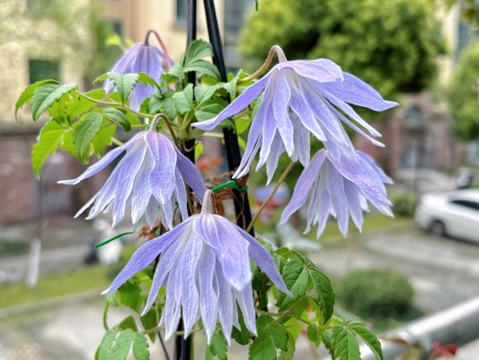 Clematis ‘’Maidwell Hall｜梅德维尔‘’