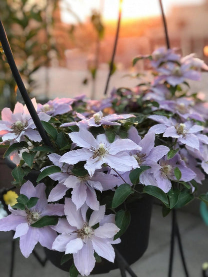 Clematis ‘’Filigree｜金银丝/ 故里‘’