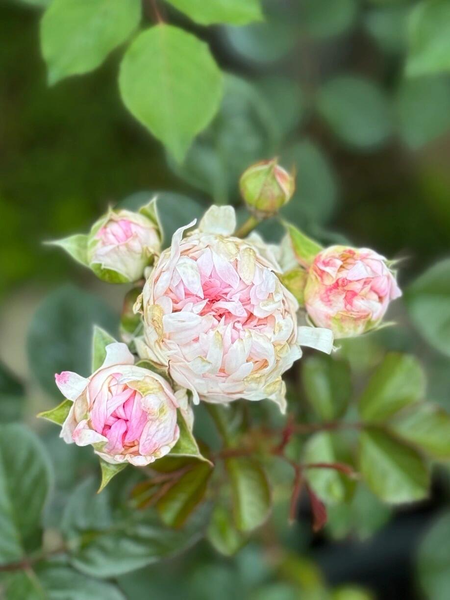 Rare Rose  ‘ Peach Anemone ｜桃子海葵 - New Variety 2023