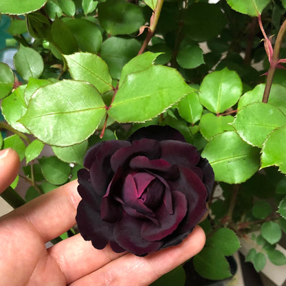 Rose  ‘ Louis XIV｜ルイ14世 ｜路易十四
