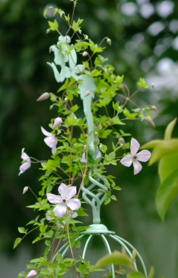 Clematis ‘’Fairy Dust| 仙尘‘’