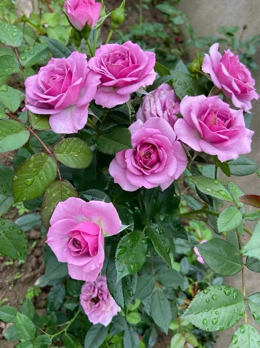 Rose 'Lavender Veranda｜薰衣草门廊'