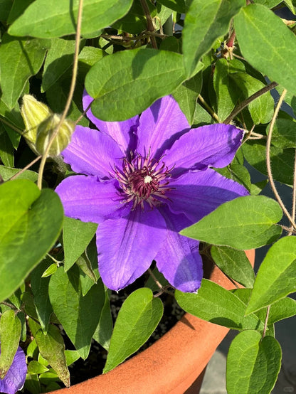 Clematis ‘’Parisienne |巴黎风情‘’