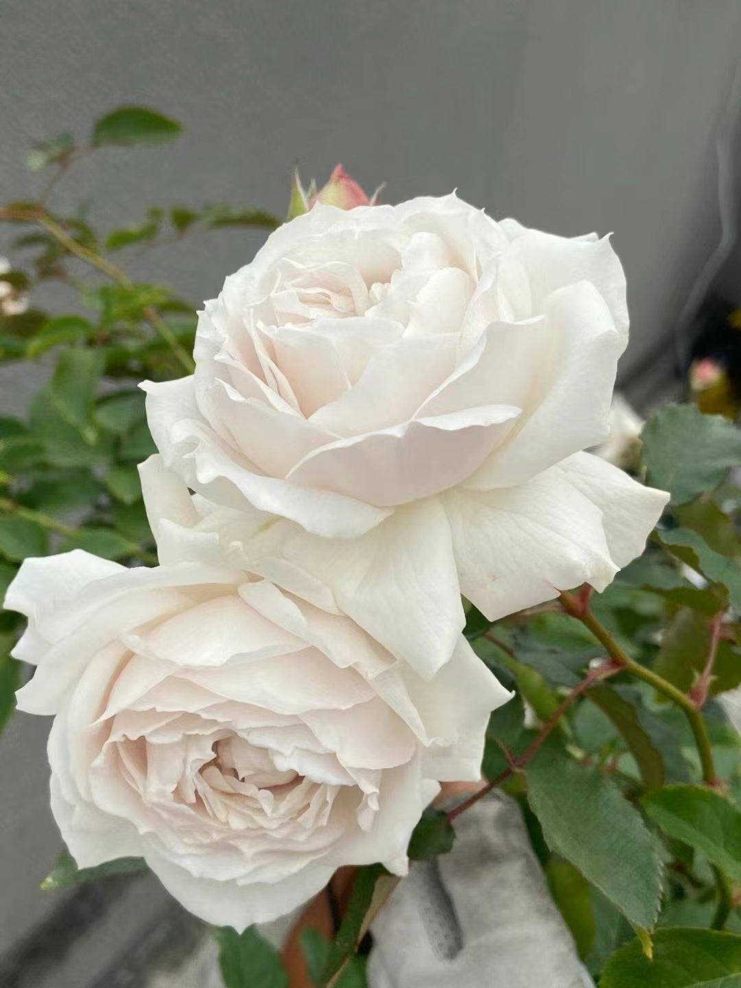 Rose 'Creed｜クリード ｜信念 ' - New Variety- 2020 | Award-winning