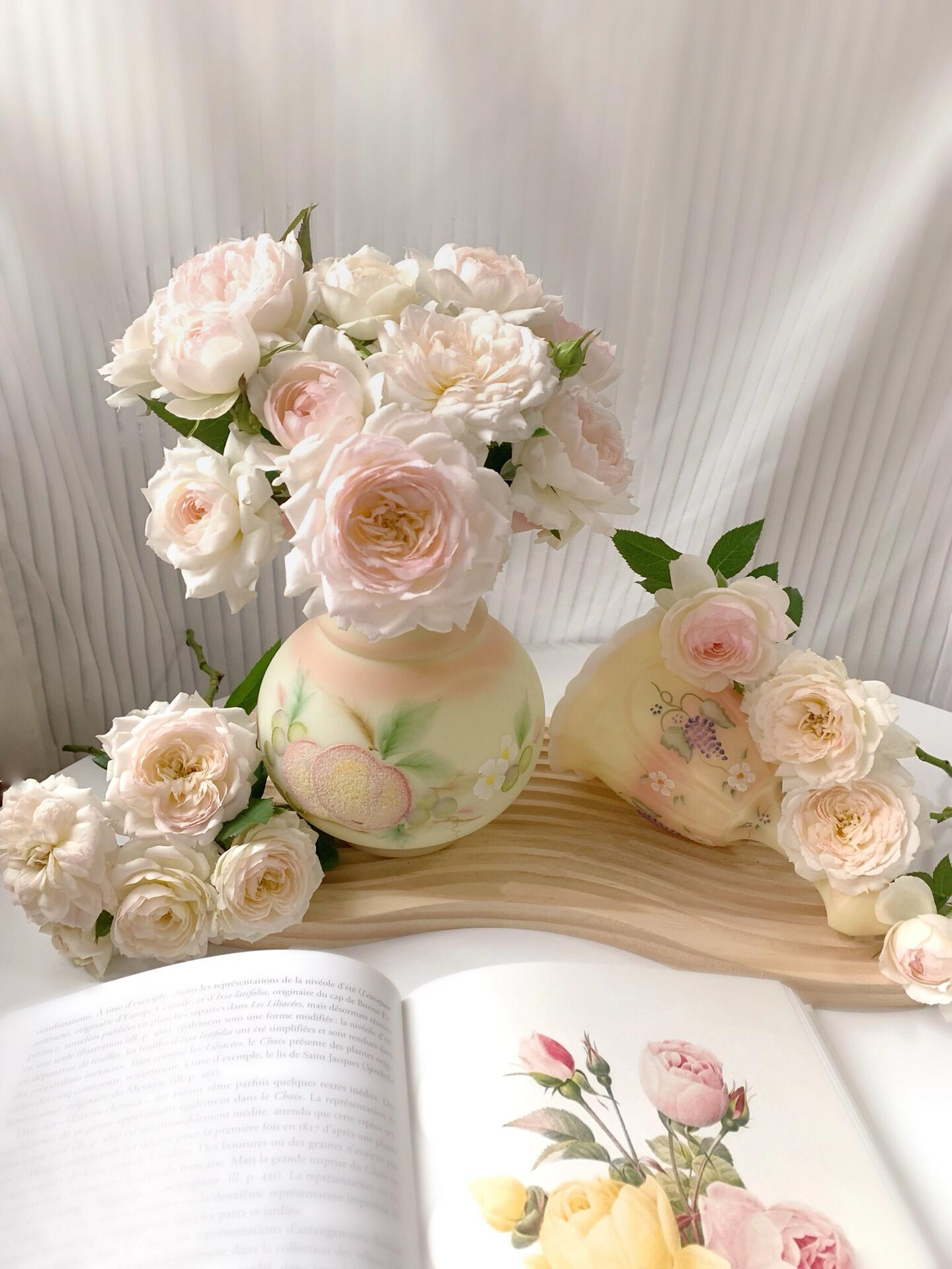 Rose ’Lapin  | ラパン | 小兔子‘