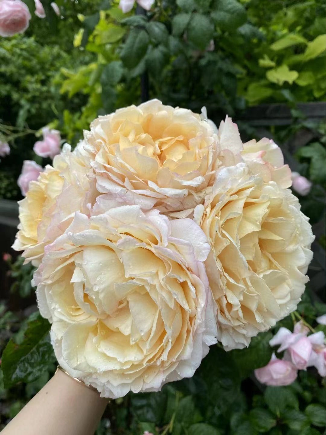 Yves Rose 'Gold Yves Piaget | 伊芙金伯爵'