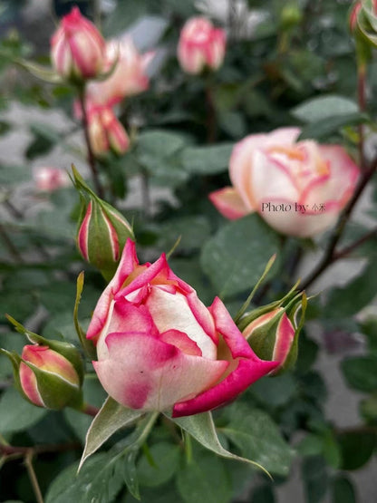 Yves Rose  'Classic Perfume | クラシック| 伊芙古典香水'