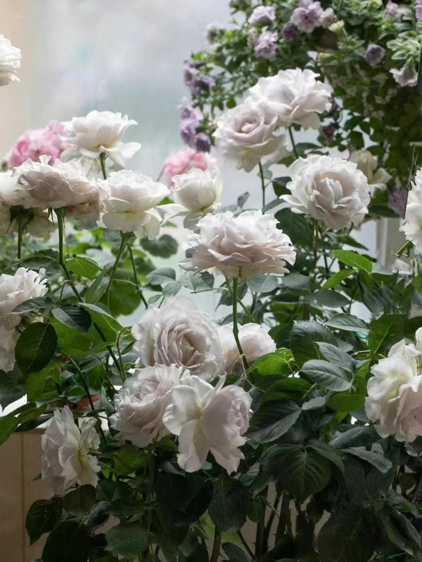 Rose ‘Saphiret  |サフィレット|莎菲天使 ’