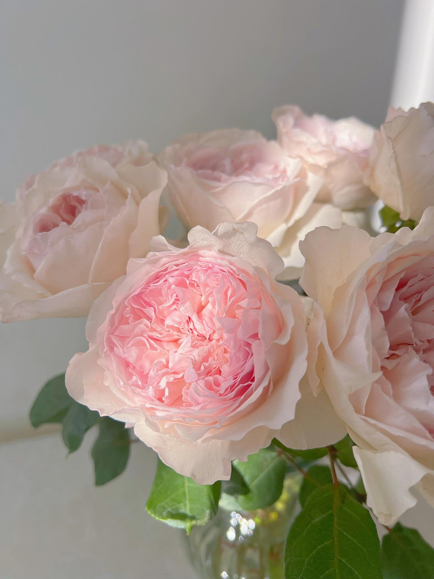 Rose  ‘ Les fraises ｜草莓奶昔 ’