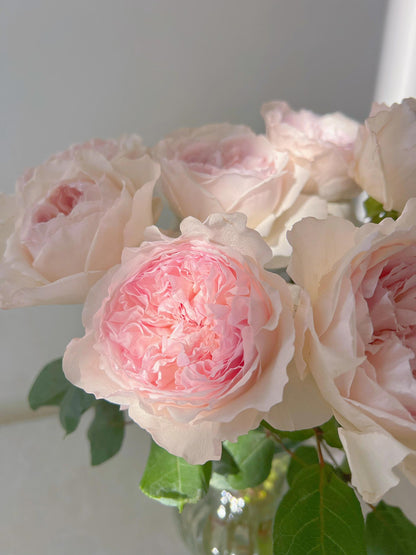 Rose  ‘ Les fraises ｜草莓奶昔 ’