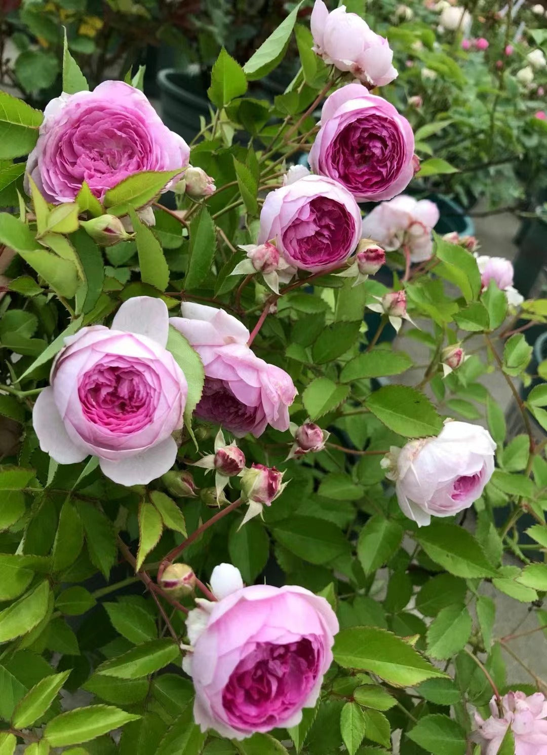 Rose 'Aunt Margy's | 拇指姑娘 | 麻吉婶婶 '