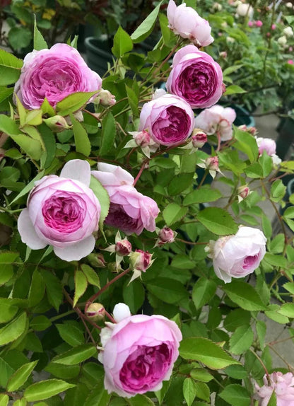 Rose 'Aunt Margy's | 拇指姑娘 | 麻吉婶婶 '
