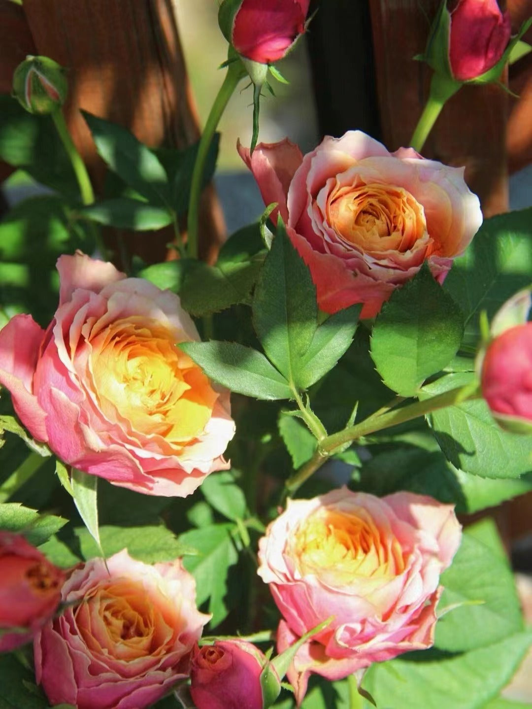 Rose 'Napoli Forever｜永远的那不勒斯 '