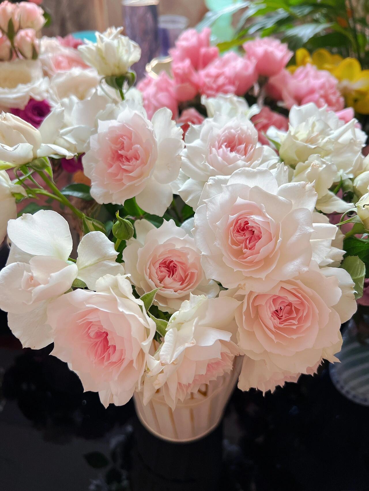 Rose  ‘ Shalimar |シャリマー | 夏莉玛 ’