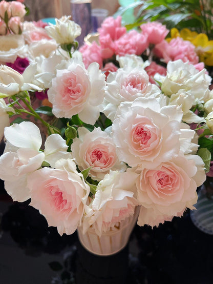 Rose  ‘ Shalimar |シャリマー | 夏莉玛 ’