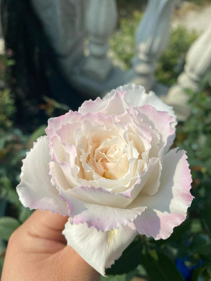 Rose 'Le Blanc ｜ル ブラン｜乐柏 '