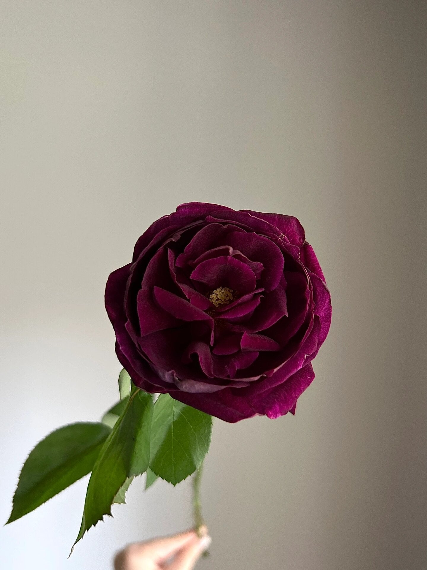 Rose  ‘ Royale | ロワイヤル | 皇宫 ’