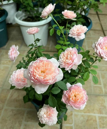Rare Rose 'Tao Ran ｜桃染 ｜天狼月季'