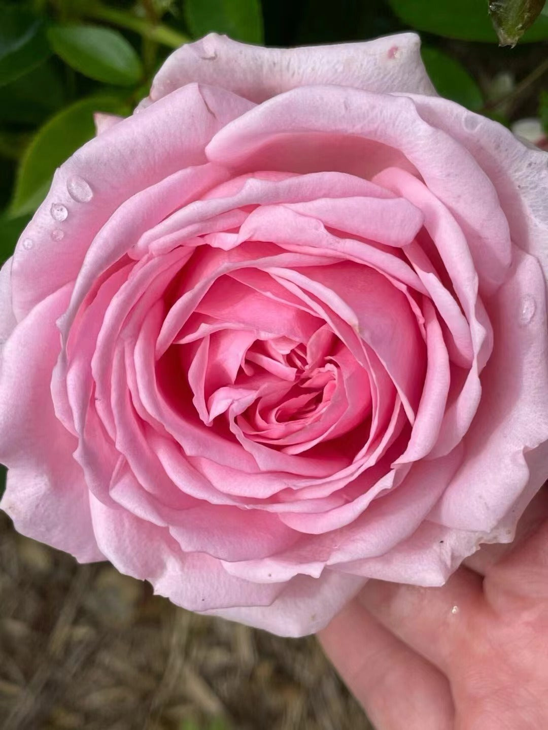 Rose 'Wellenspiel  | 仙女泉 '