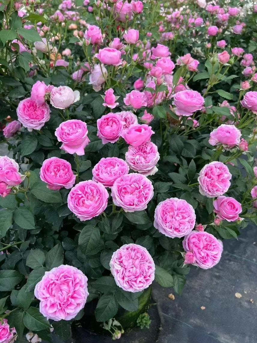 Rare Rose 'WanShan  | 纨扇| New varietie 2020 '