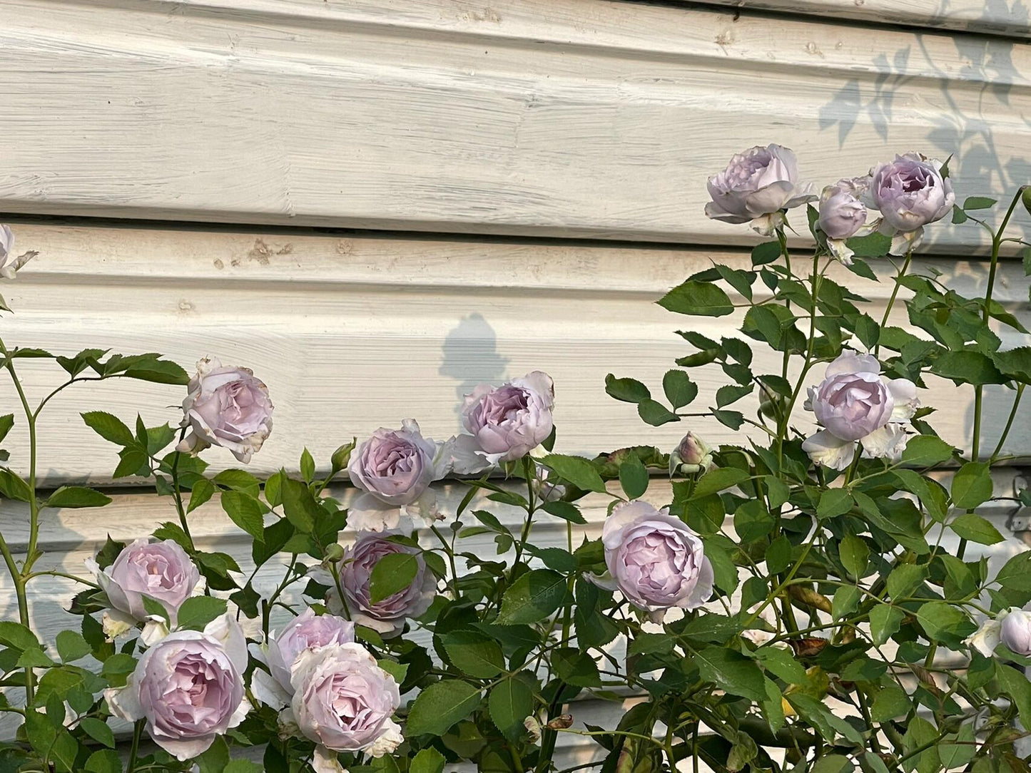 Rose ‘ Lucifer｜ルシファー | 光の天使 | 路西法