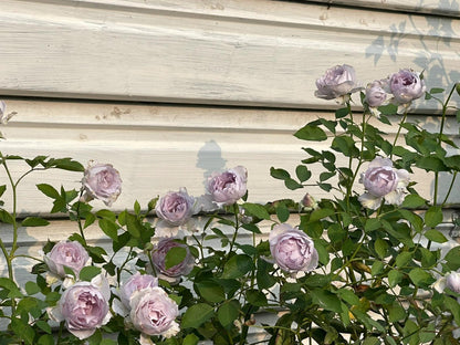 Rose ‘ Lucifer｜ルシファー | 光の天使 | 路西法