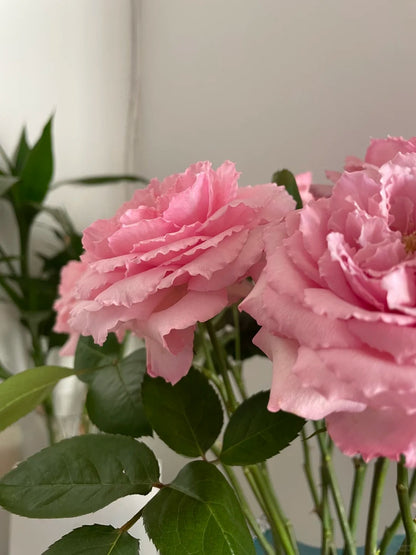 Rose '  Mayra's Rose PINK  |粉梅拉