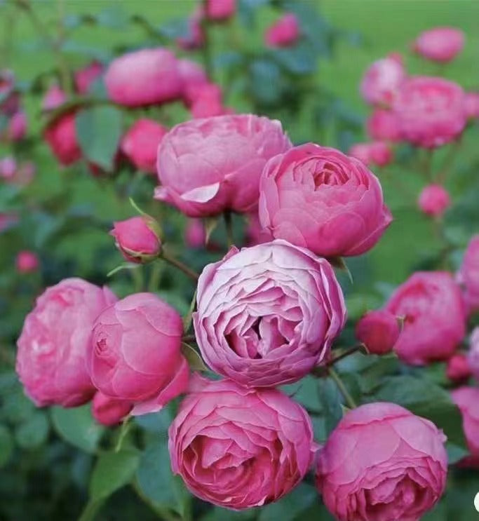 Rose 'Misty Bubbles | 紫雾泡泡'