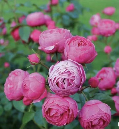 Rose 'Misty Bubbles | 紫雾泡泡'