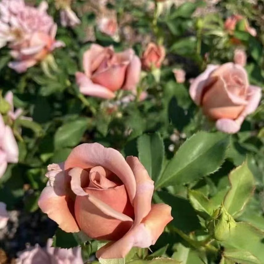 Rosa 'Koko Loko  | 可可洛可  '