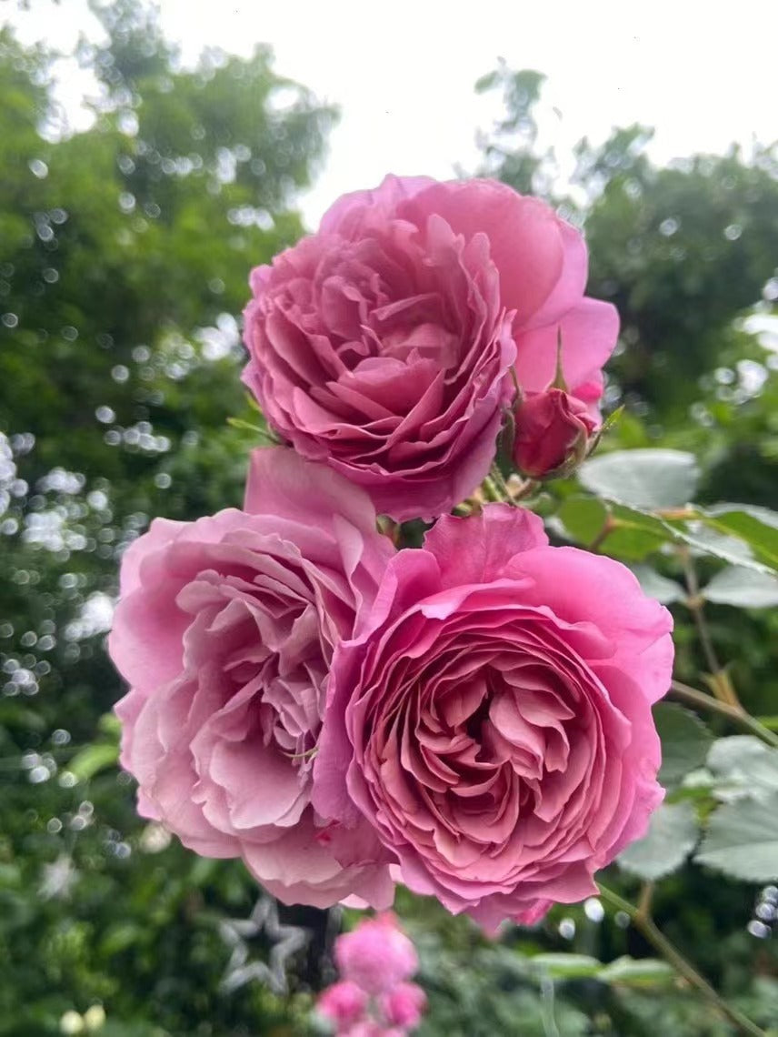 Rose ‘Aoi |あおい|葵 ’