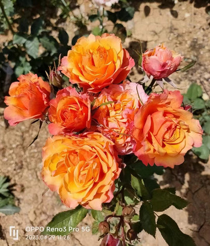 Rose  'El Paso ｜艾帕索 '  - Award winning
