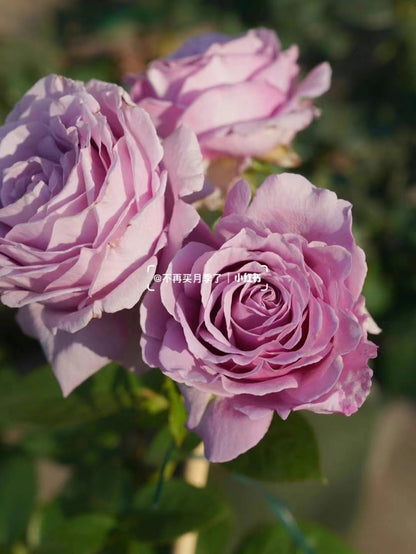 Rose 'Luxury Nove | ラグジュノーブ| 天然香水'