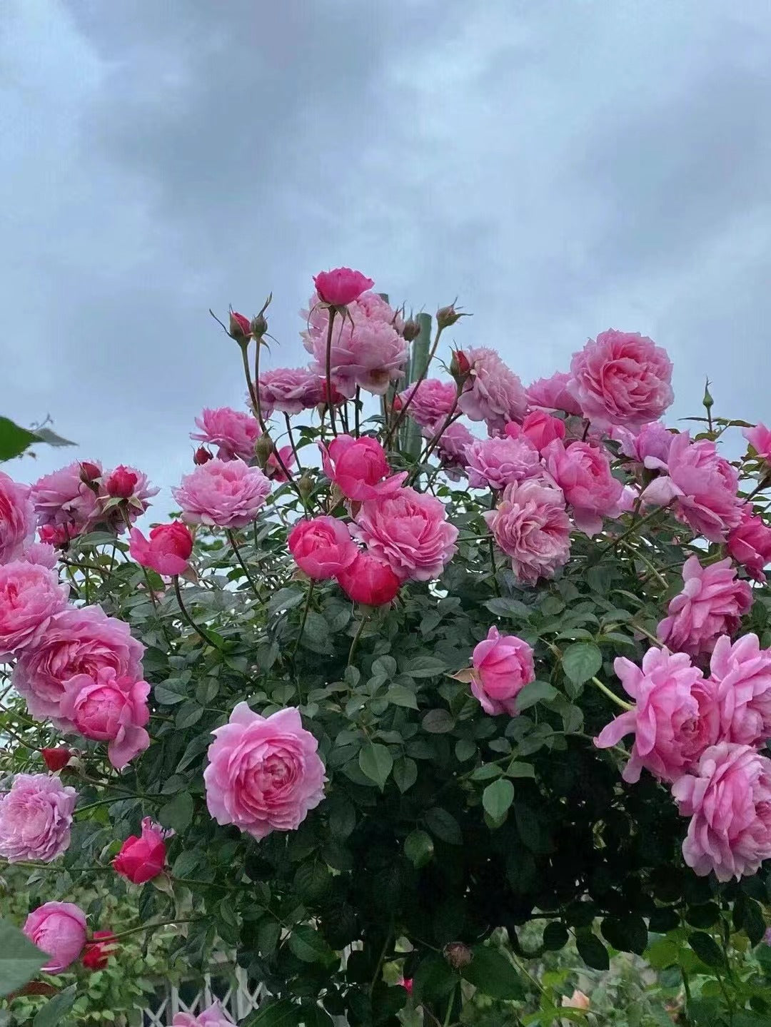 Rose 'Fée Clochette | フェクロシェット｜铃之妖精  '