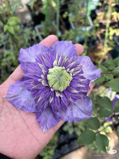 Clematis '  Song of the Secret Garden |  神秘园之歌