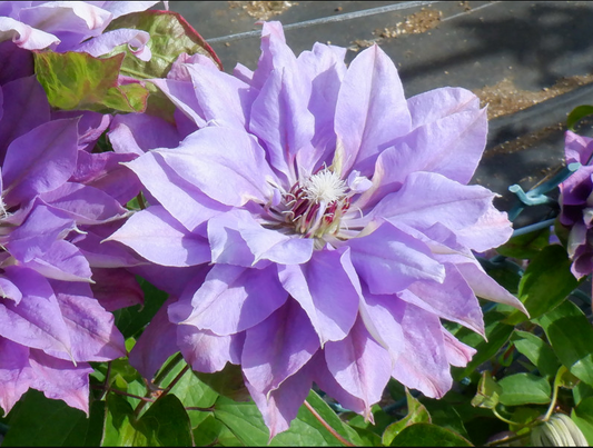 Clematis ‘’Matsuri Daiko｜祭り太鼓 | 花太鼓‘’