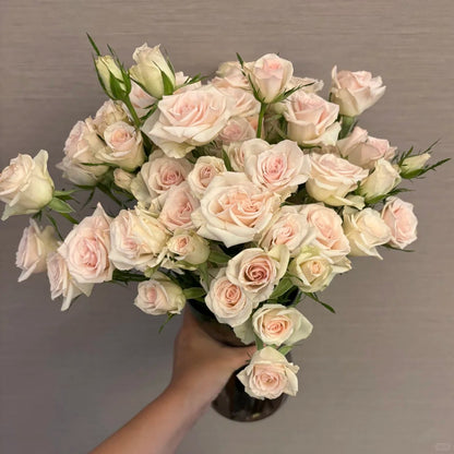 Rose ‘ ’多头香槟